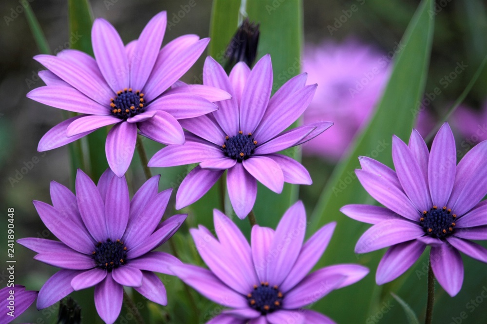 Obraz premium Osteospermum Purple