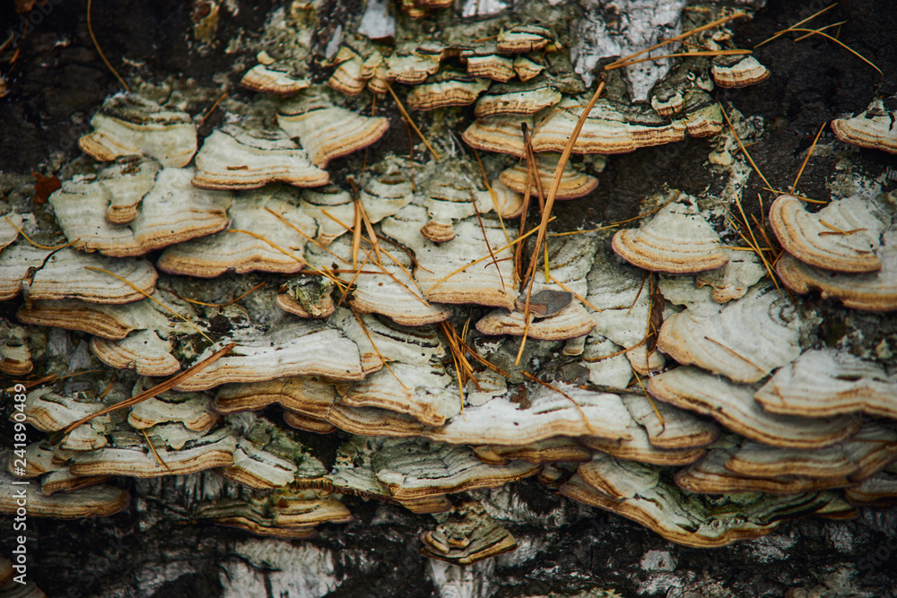 wood mushrooms on a white tree close-up texture wood mushrooms on a white tree close-up texture