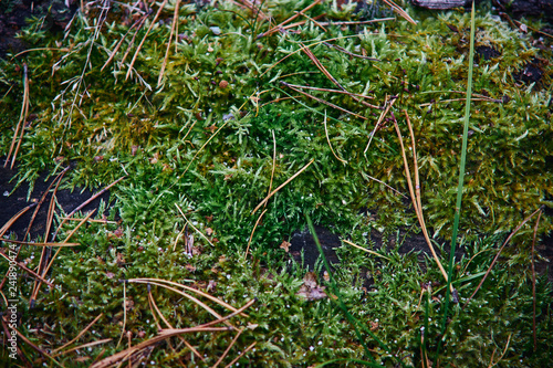 moss, withered leaves close-up