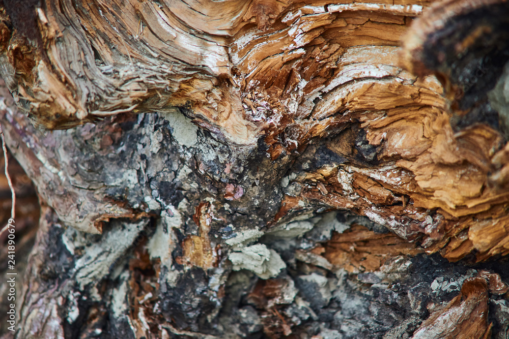 wood chips pine close-up texture