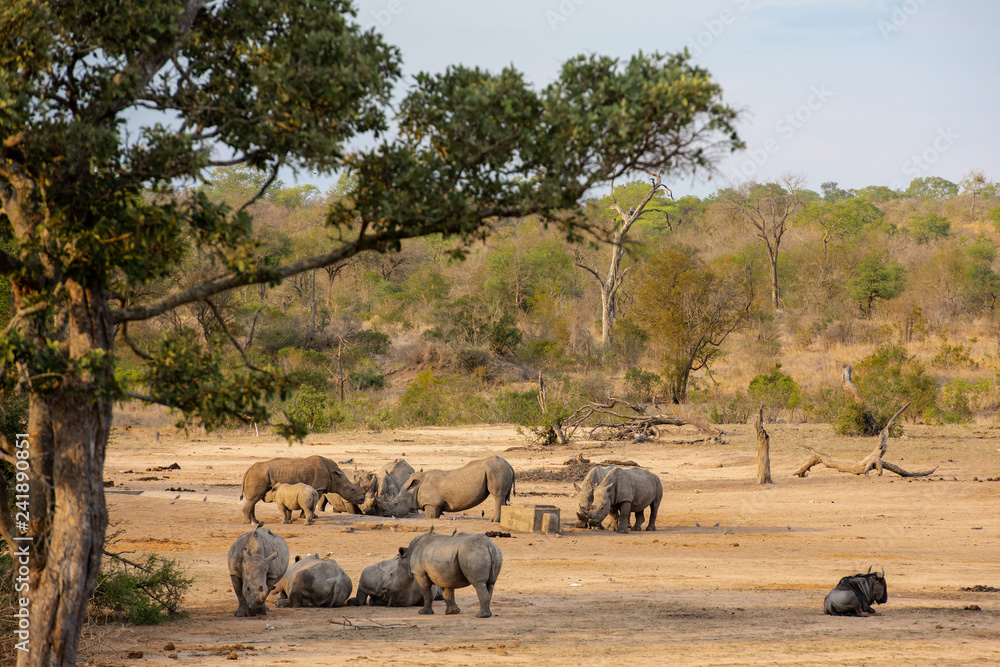 Naklejka premium Group of 12 white rhinos around an artificial waterhole with a buffalo resting nearby at sundown in South Africa