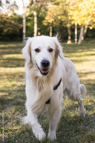 Portrait of golden retriever dog