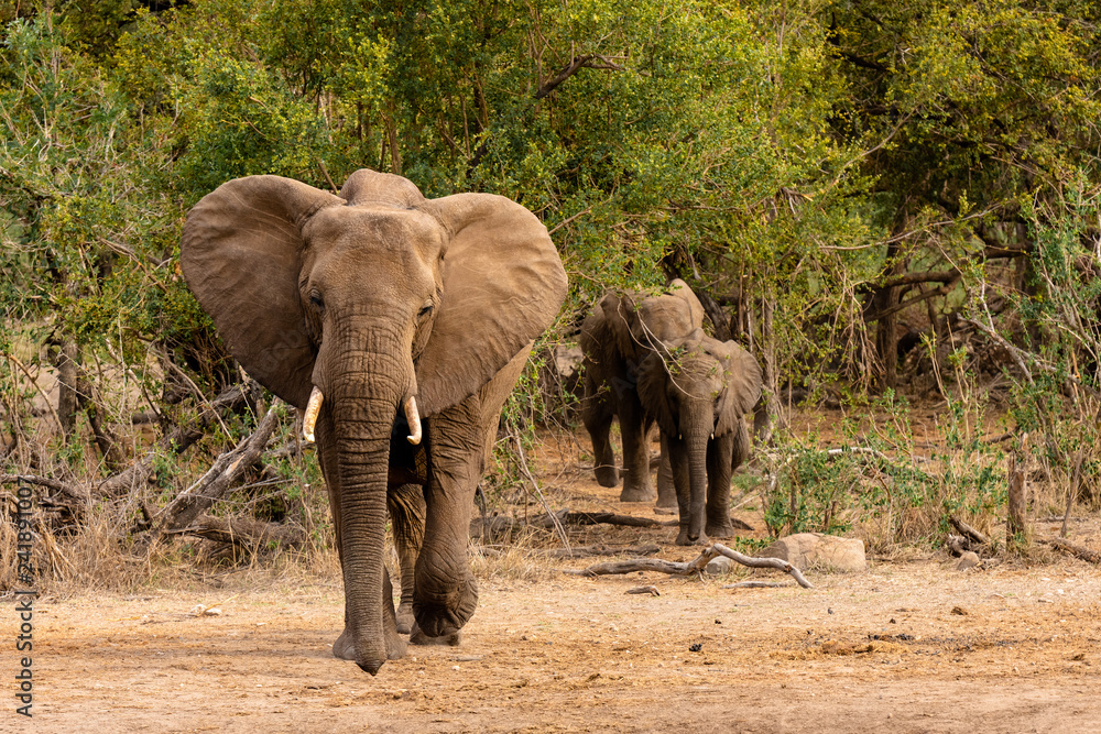 Elephants family with calf walking towards camera on South African savanna