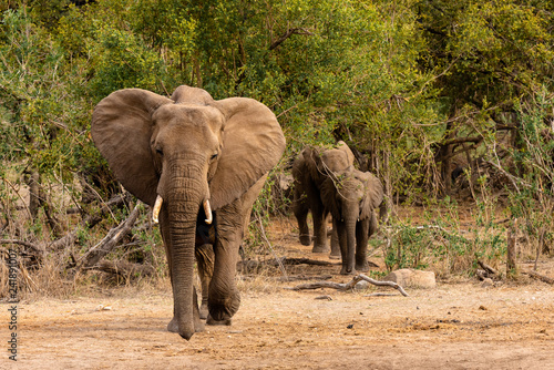 Elephants family with calf walking towards camera on South African savanna