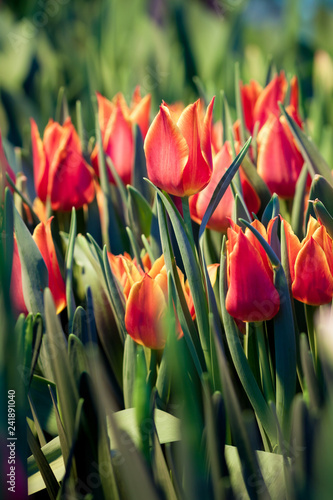 Tulip flowers field.