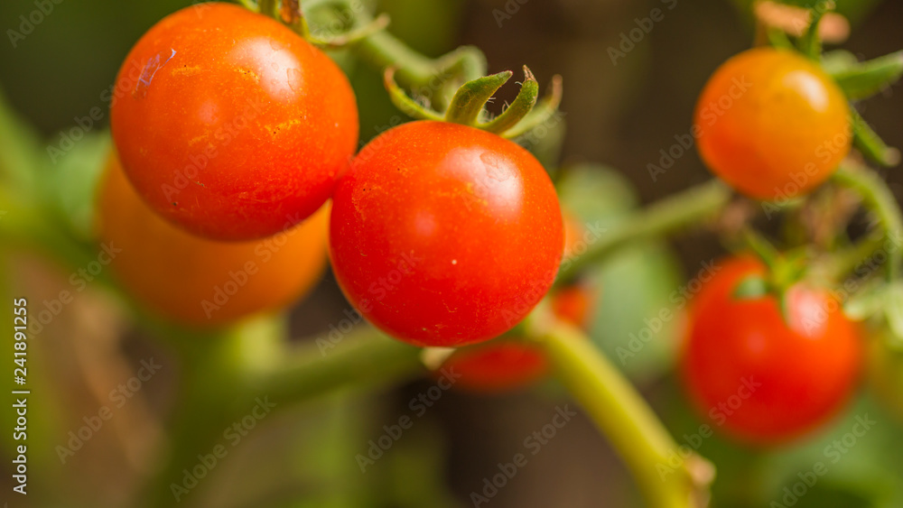 Fotografía macro de pequeños tomates en su planta