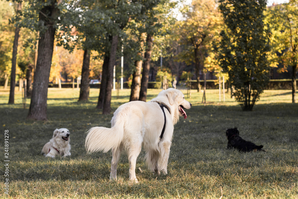 Group of happy dogs playing in the park Group of happy dogs playing in the park