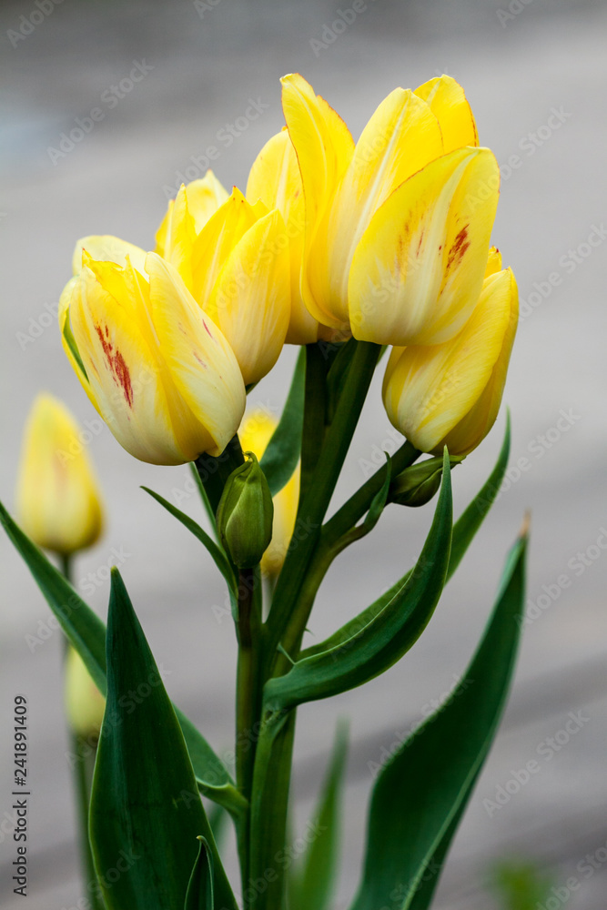 Naklejka premium Tulip flower.