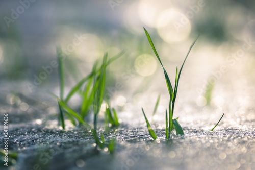 herbe prise dans la glace © Marc Andreu