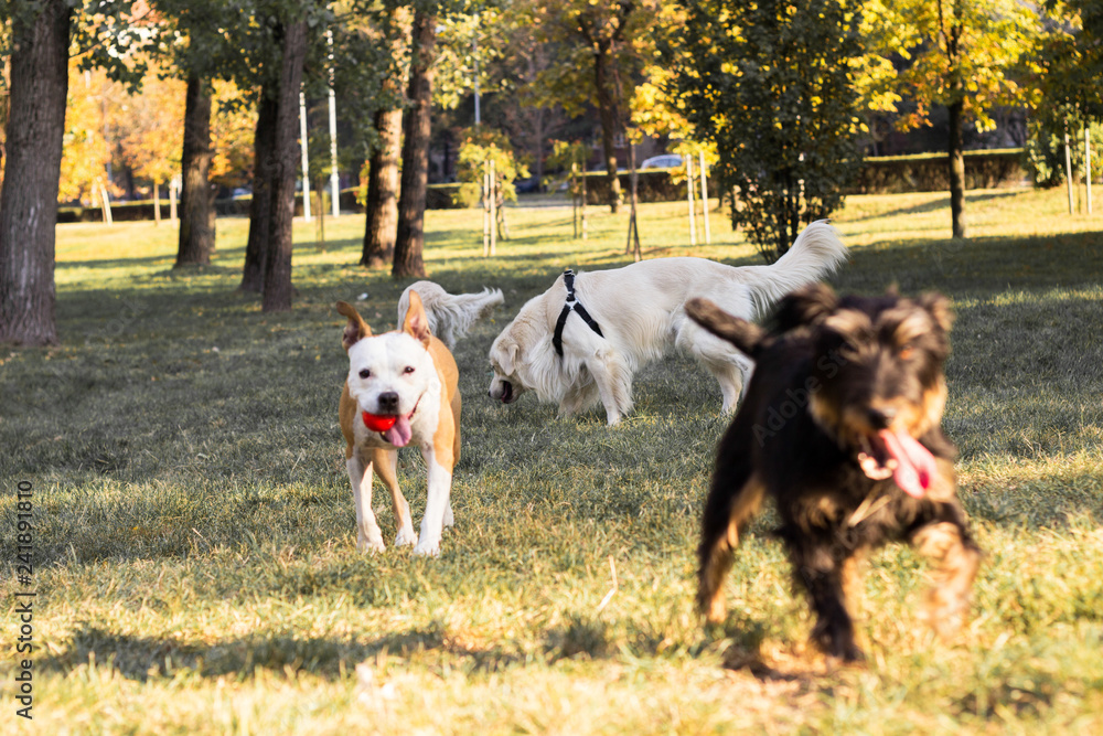 Group of happy dogs playing in the park 