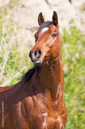 Portrait of nice horse