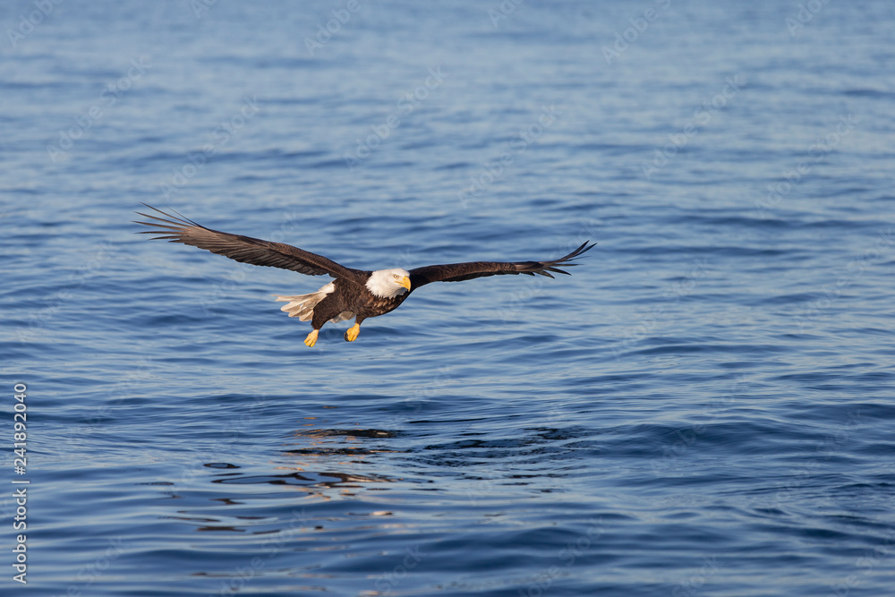 Fototapeta premium Bald Eagle in Homer Alaska, USA