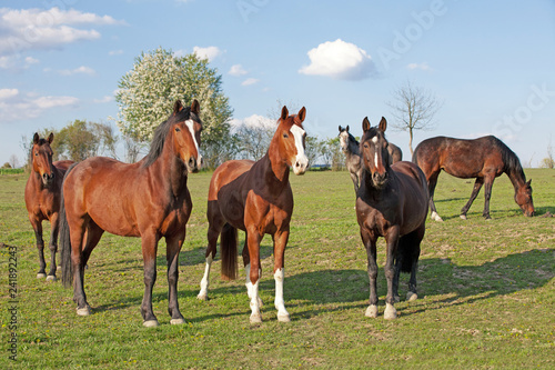 herd of horses posing