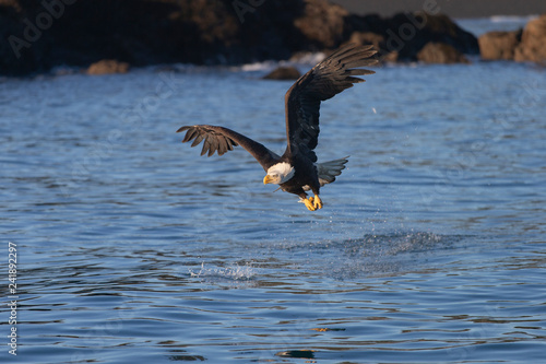 Bald Eagle in Homer Alaska, USA