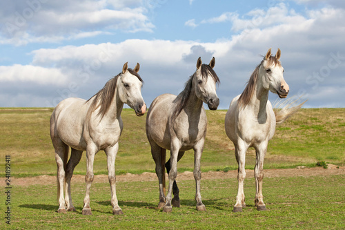 Portrait of three nice horses posing on pasture