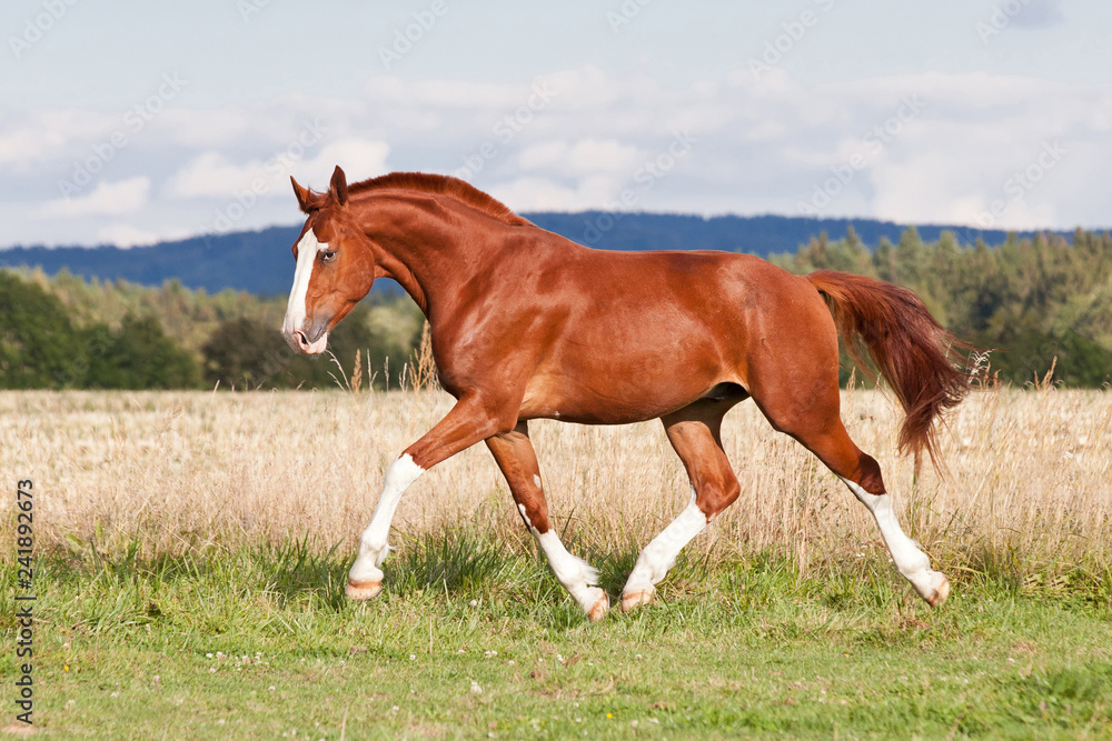 Obraz premium Ładny czerwony koń biegający na pastwisku w lecie