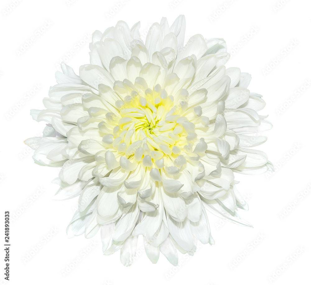 Single white chrysanthemum flower close up, isolated on a white background