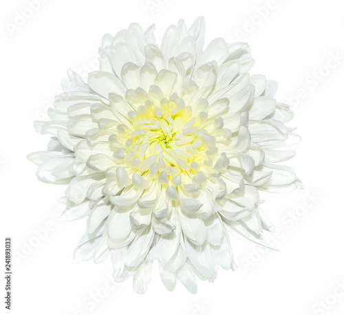 Fototapeta Naklejka Na Ścianę i Meble -  Single white chrysanthemum flower close up, isolated on a white background