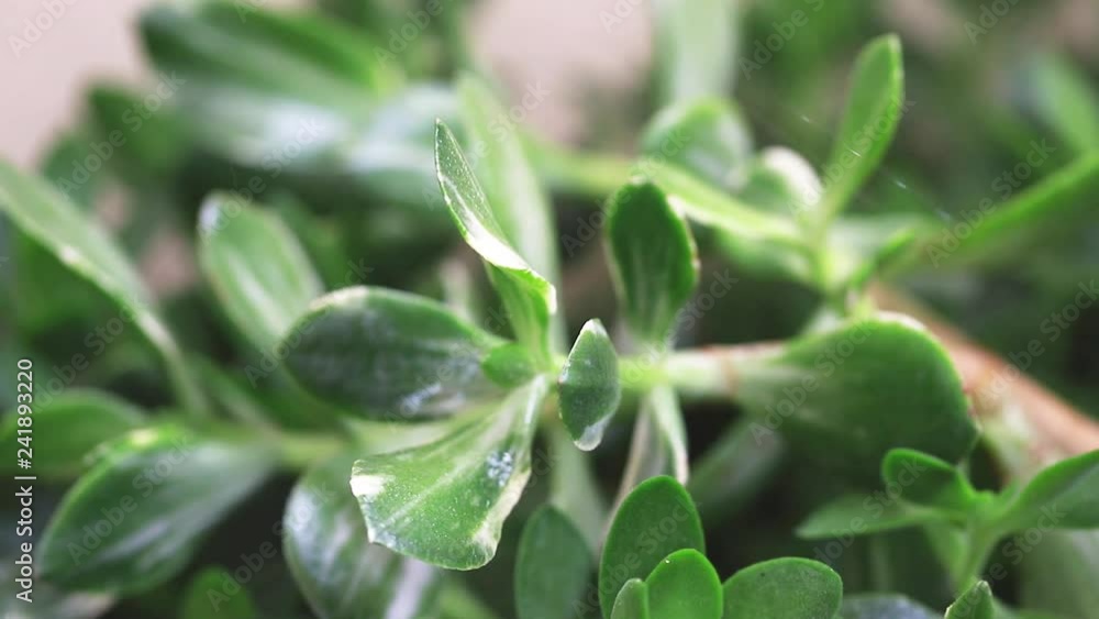 watering home plants watering home plants