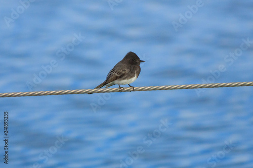 Black Phoebe perches on a wire overlooking a pond in southern Utah © Maria Jeffs