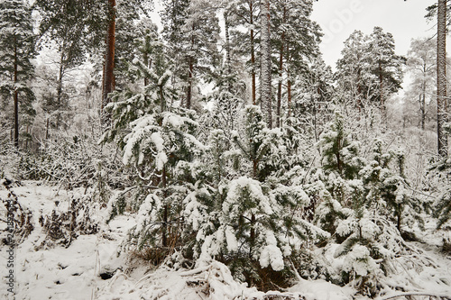 pines in snow in winter forest