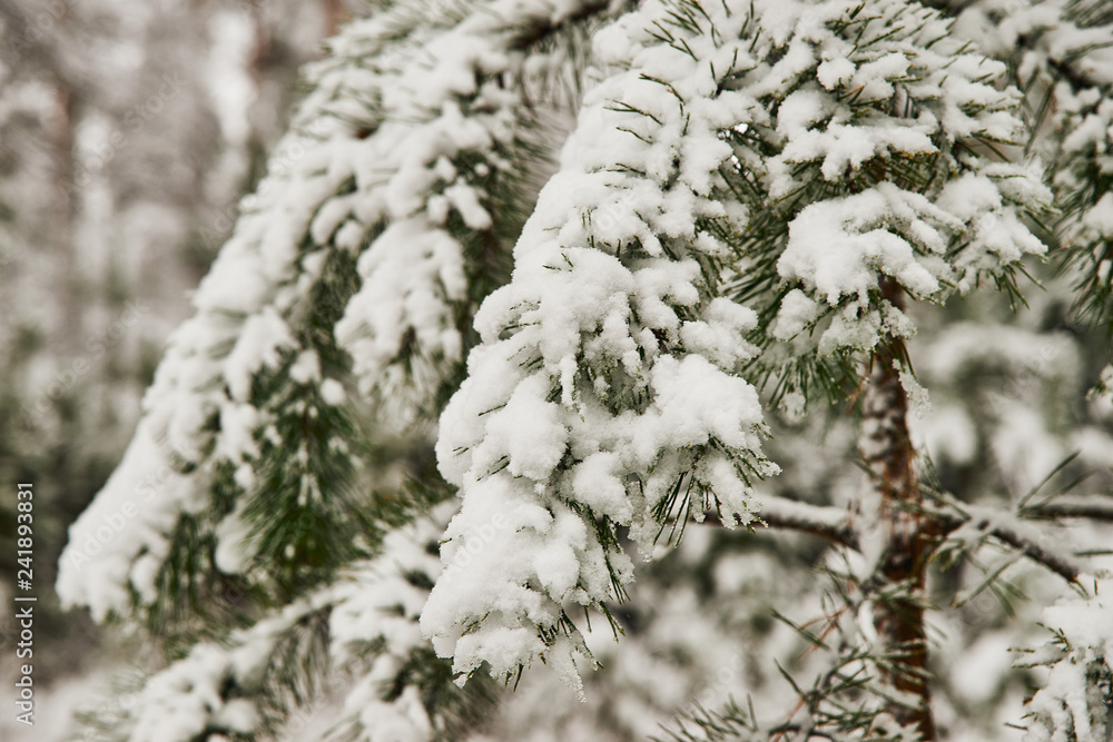 pines in snow in winter forest