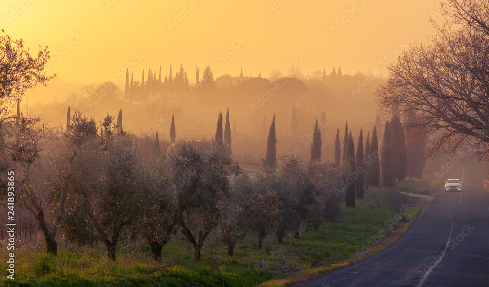 Sunset over a road with cypresses and olive trees in Tuscany, Italy.