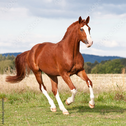 Obraz na płótnie Nice sorrel horse running on the pasture in summer w salonie
