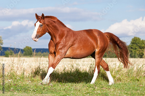 Ładny koń szczawiowy biegający na pastwisku w lecie