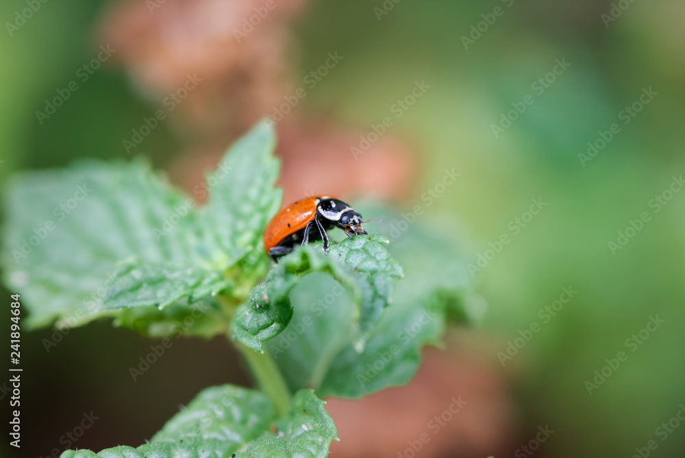 Lady Bug Patrols a Tomato Plant looking for Aphids