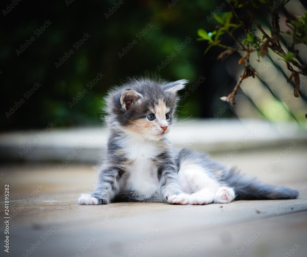 Portrait of an adorable blue patched Maincoon chilling and playing in green garden with red flower on wooden floor. Cat outdoor. 3 colors pussy in park.