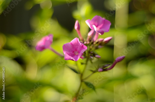 Purple flowers of phlox paniculata in the garden