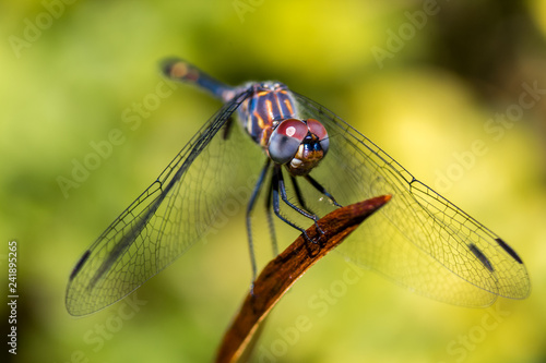 Dragonfly perched 