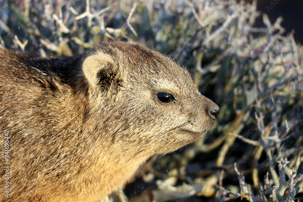 Naklejka premium cute rock hyrax in the Quiver Tree Forest near Keetmanshoop - Namibia
