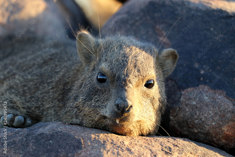 cute rock hyrax in the Quiver Tree Forest near Keetmanshoop - Namibia cute rock hyrax in the Quiver Tree Forest near Keetmanshoop - Namibia
