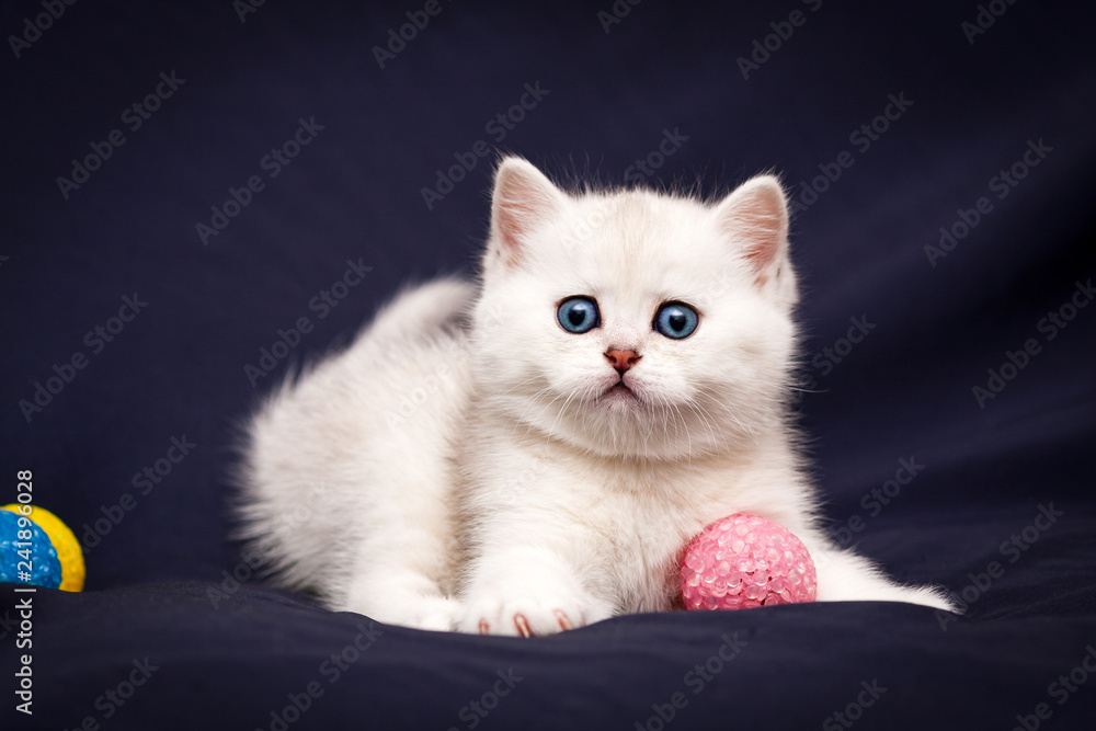 Playful white British kitten with blue eyes staring at the camera playing with a pink ball