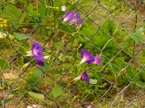 Ipomoea purpurea - Volubilis,  ipomées pourpres ou gloires du matin photo