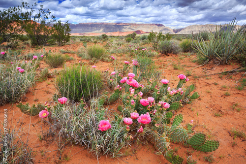 Beautiful prickly pear cactus blossoms in the springtime desert of southern Utah, nearby St George
