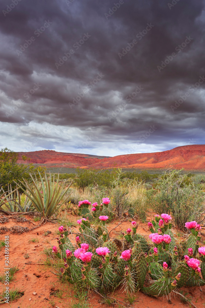 Fototapeta premium a moody sky with beautiful spring prickly cactus flowers in the desert of southern Utah, nearby St George in a vertical layout