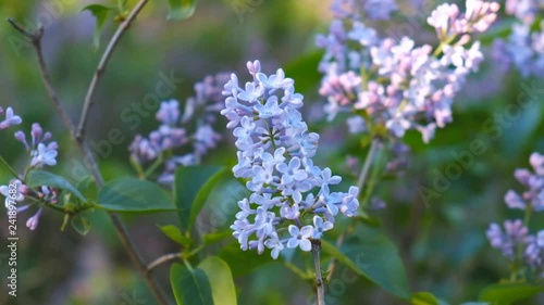 Wallpaper Mural lilac flowers bloom in spring in the park Torontodigital.ca