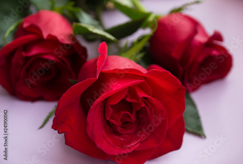 red roses on white background