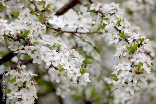 Konstfotografi Sweet cherry (Prunus avium)