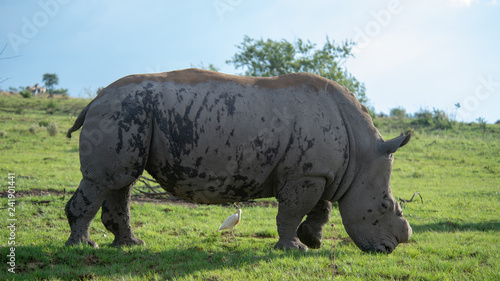 White rhinoceros.