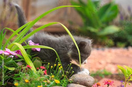 Gray and white kitten playing in a flower garden