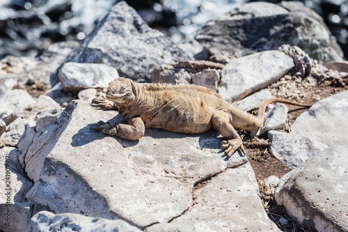 Marine iguana in the Galapagos islands Ecuador