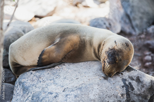 Baby sea lion resting on a rock in the Galapagos Ecuador