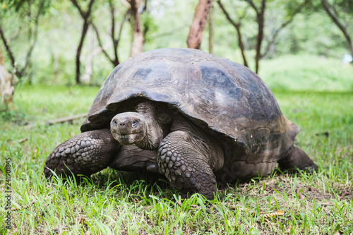 Tortoise of the Galapagos Islands