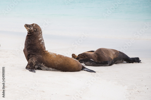 Sea lions on white sandy beach of Espanola island in the Galapagos