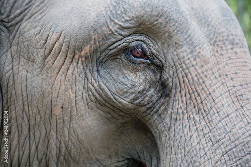 Close up of elephant eye in Thailand