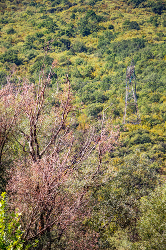 Transmission tower among the trees of a mountainside forest, Northern Greece